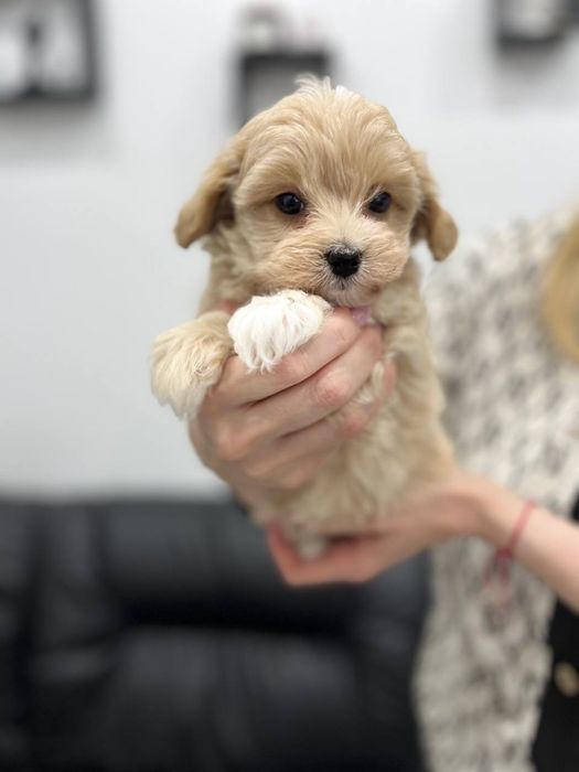 Мальтіпу F1 дівчата і хлопчик. Ціна реальна