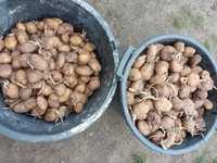Ziemniaki sadzeniaki 60kg ignacy