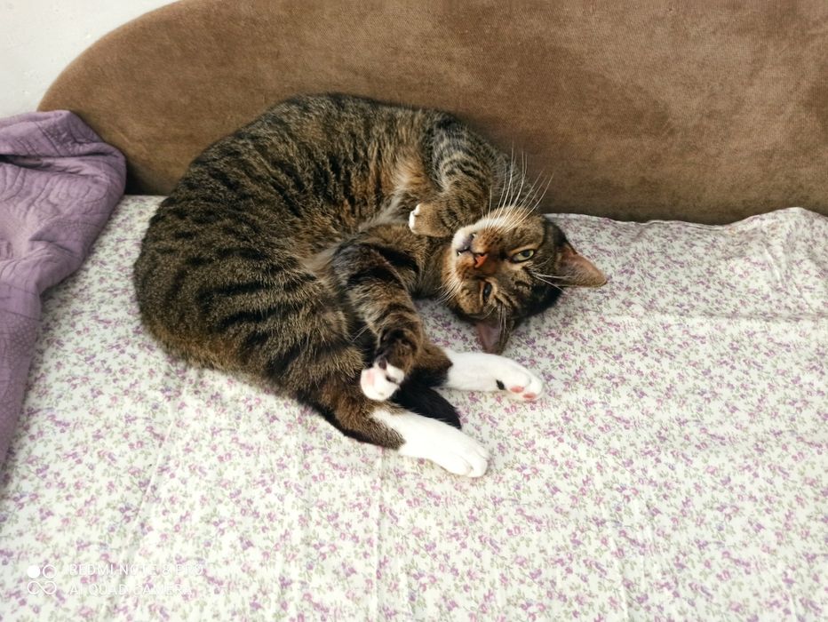 Opieka nad zwierzętami w warunkach domowych