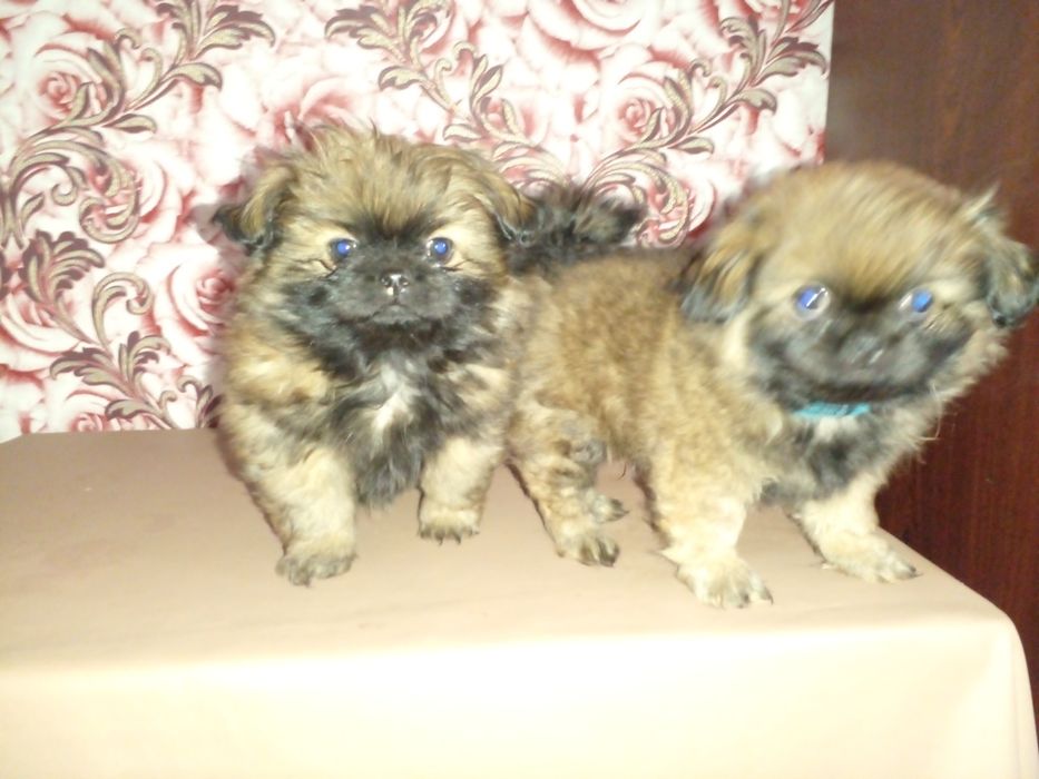 Цуценята ПЕКІНЕС готові до бронювання