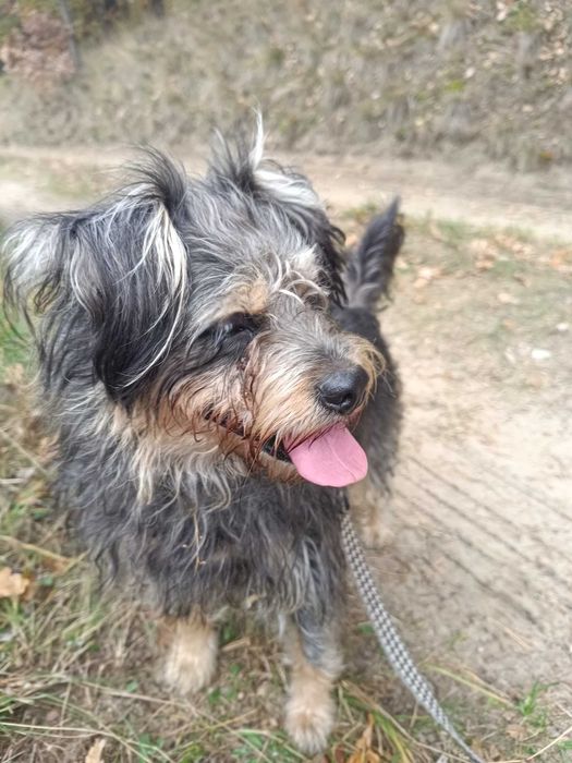 Mila sunia w typie sznaucerki