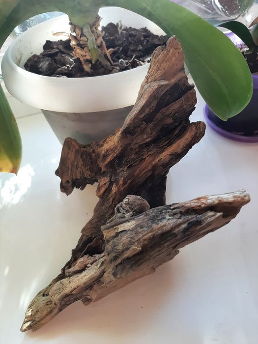Продам коряжку в аквариум
