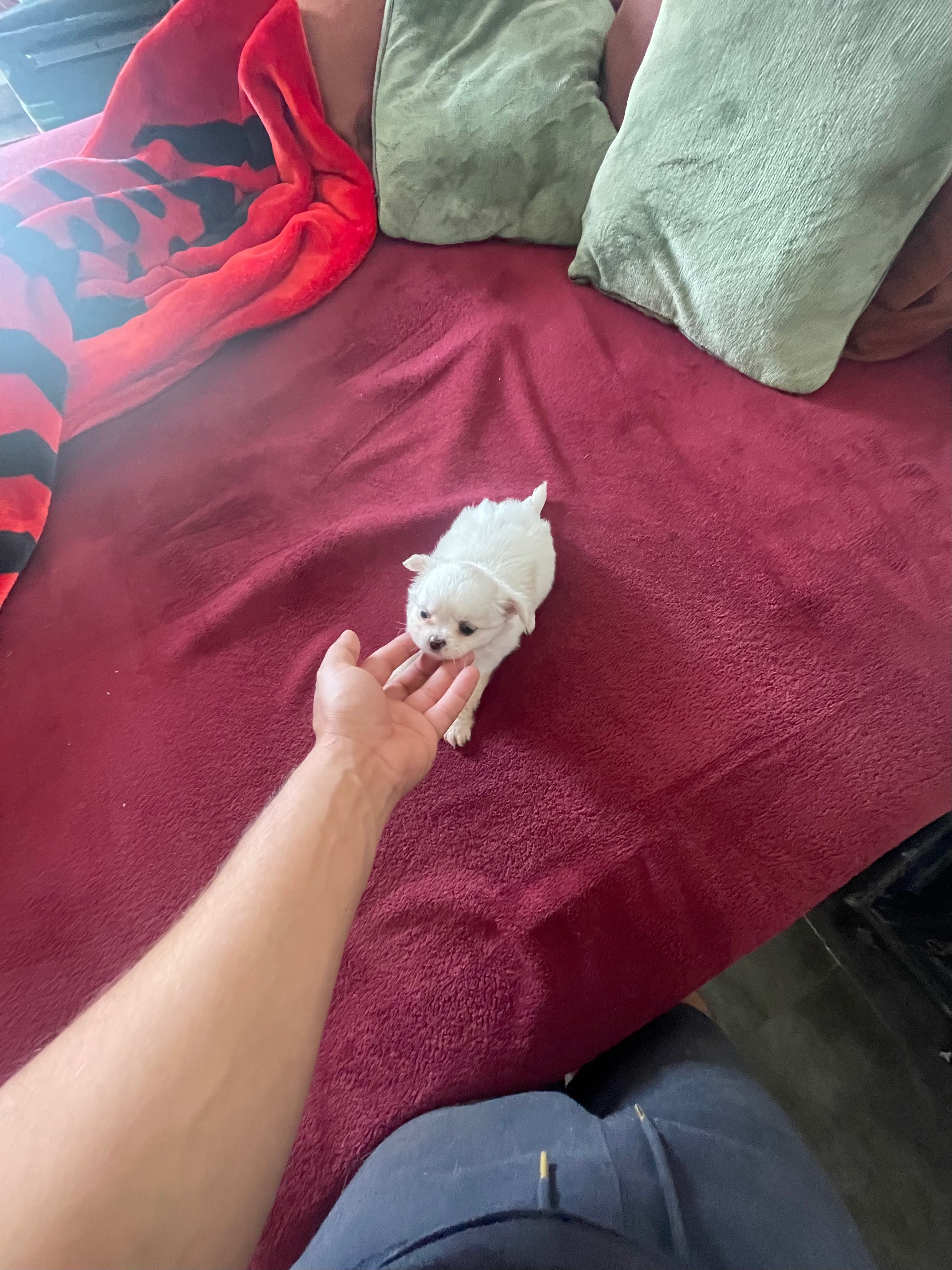 chihuahua macho  de  pelo longo