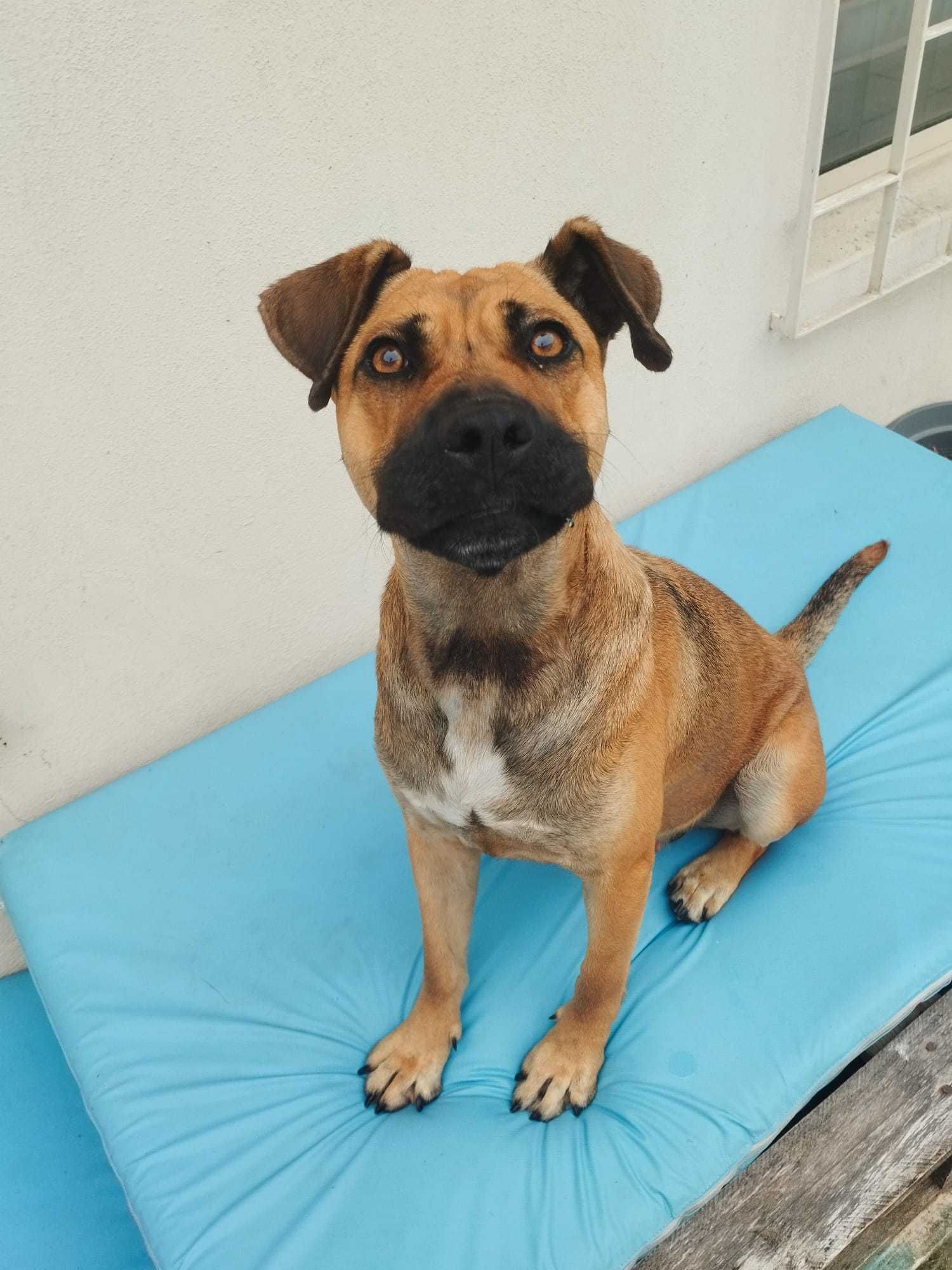 Cadela x de Pitt bull para adoção responsável