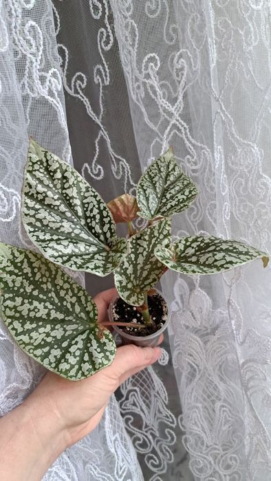 Бегонія Snow Cap