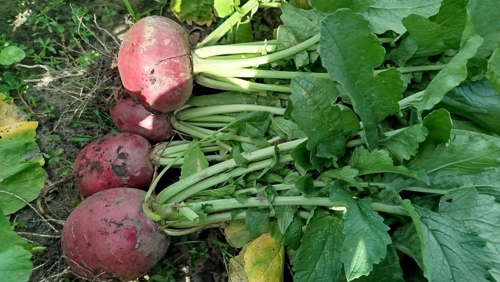 Редька червона та чорна лікувальна, дайкон білий,червоний