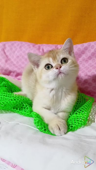 Ручная малышка золотая шиншилла