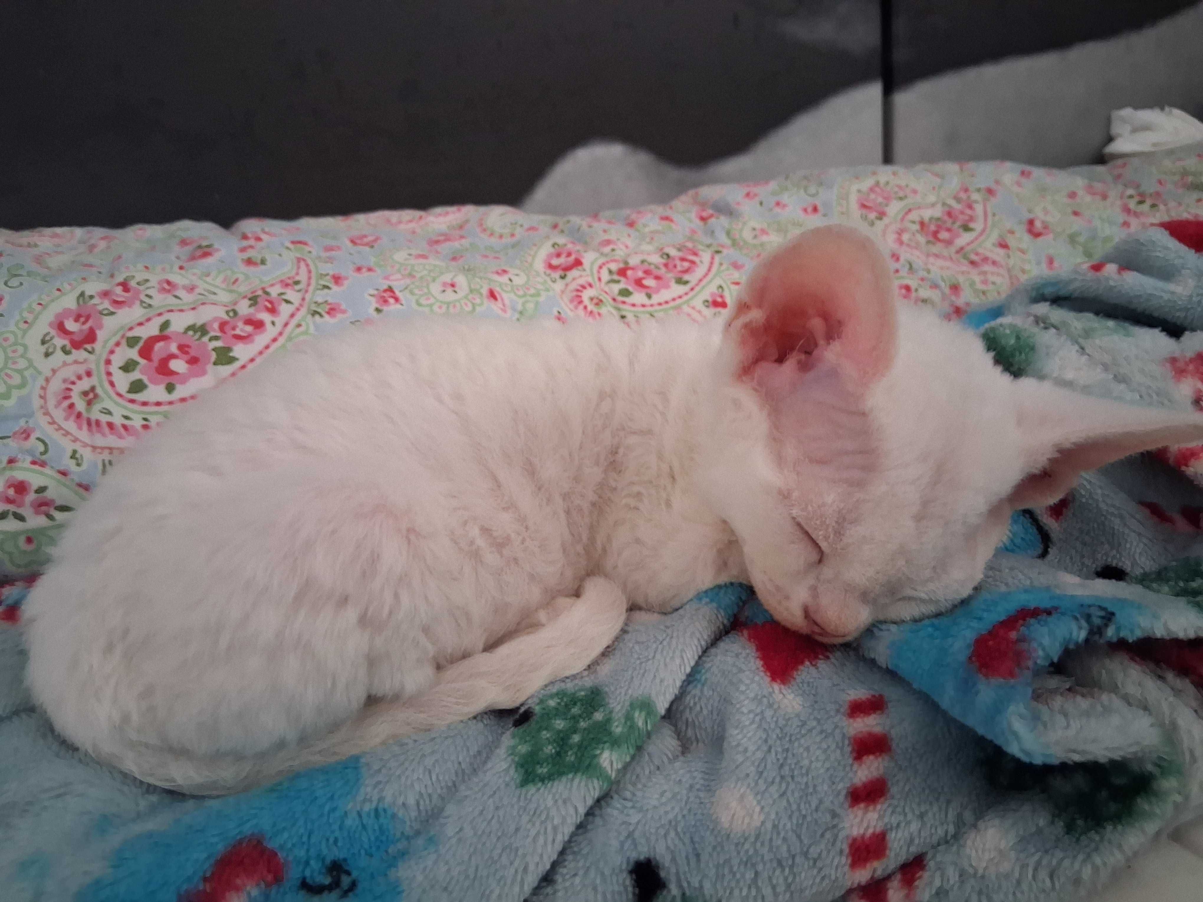 Cudowna Biała koteczka Devon Rex, FPL