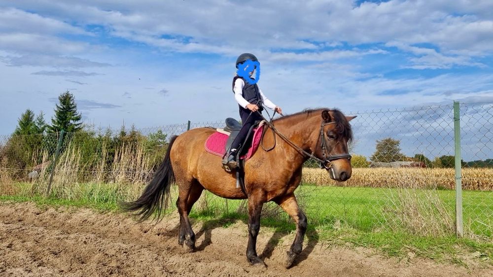 Portan  wałach kuc hucuł