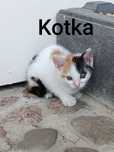 Oddam koty za darmo.