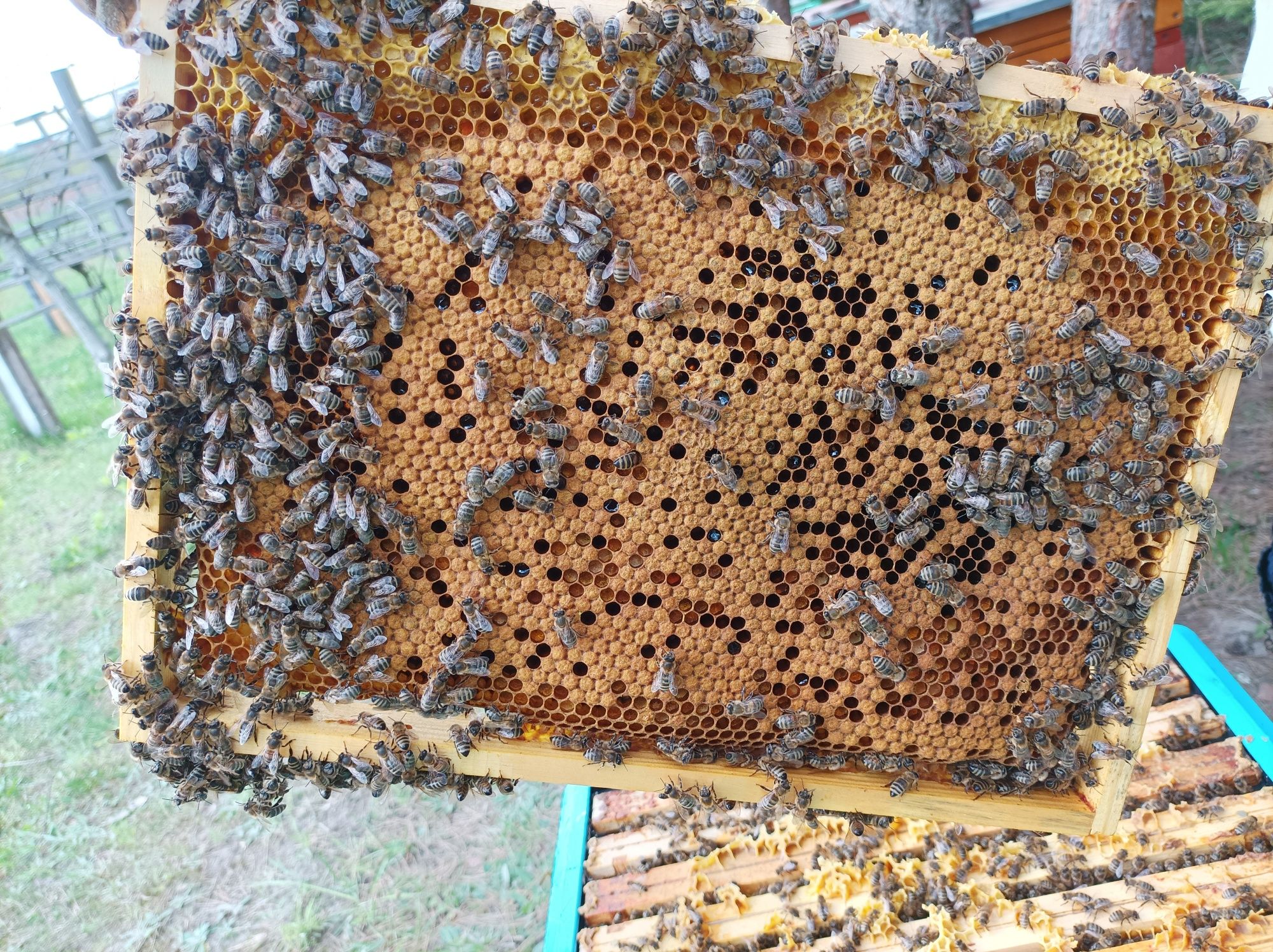 Pszczoły, rodziny pszczele, odkłady, ramka wielkopolska
