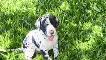 Dog alemão macho disponível