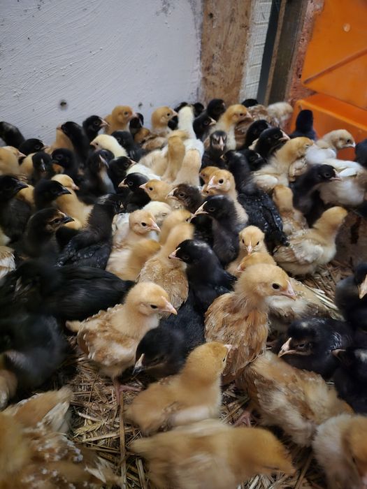 Młode kury nioski kurczaki 2-3 tyg rossa