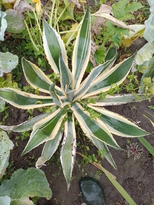 Агава привезена з Азовського моря