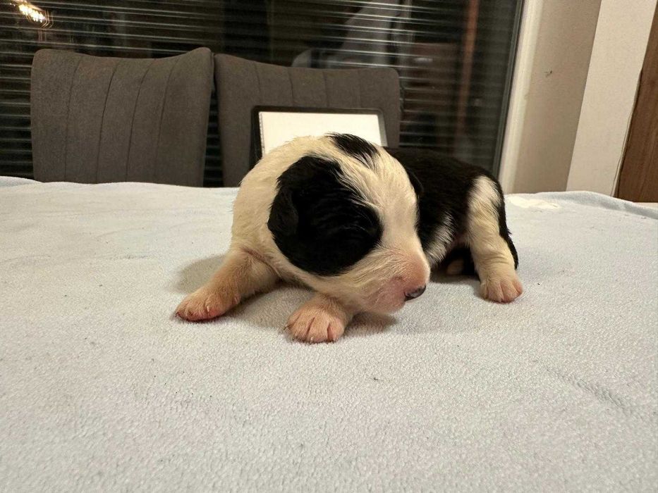 Suczka Bordel Collie Biało Czarna