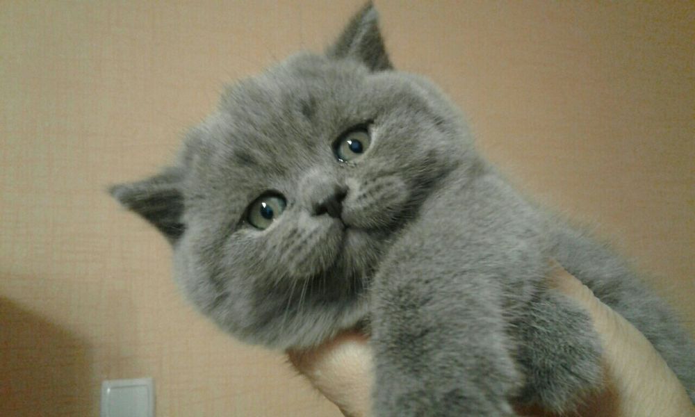 Плюшевые мальчишки с документами, для Вас))