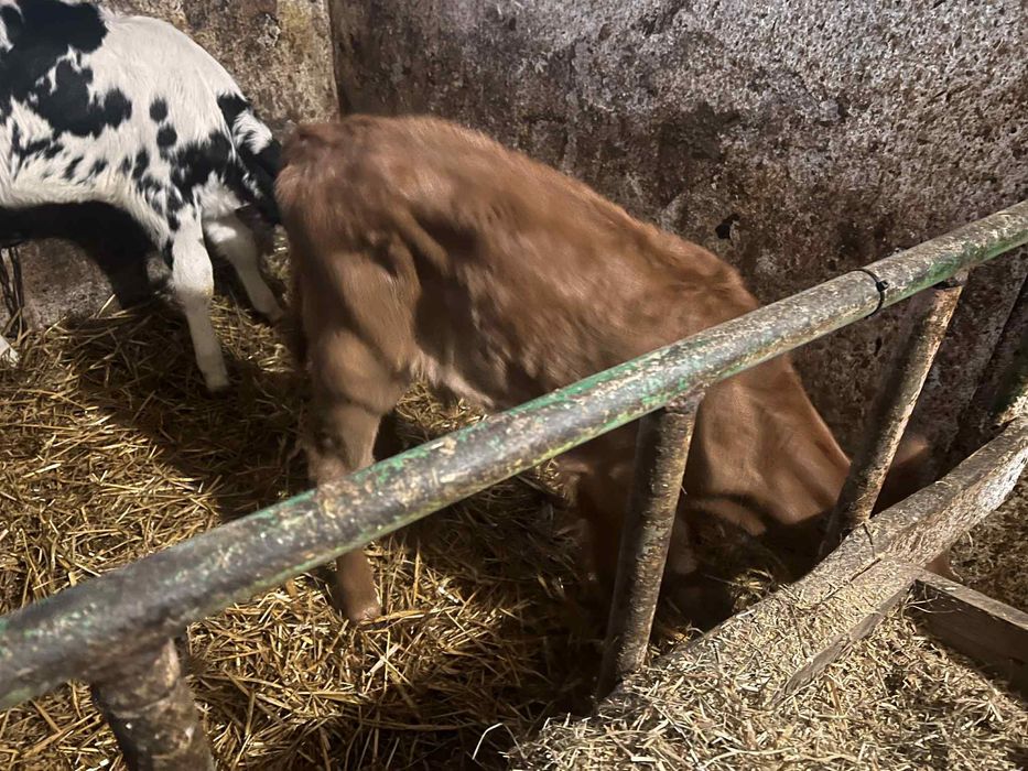 Sprzedam cielaki Starogard Gdański