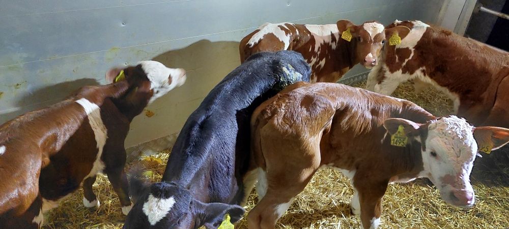 Sprzedam cielęta mięsne