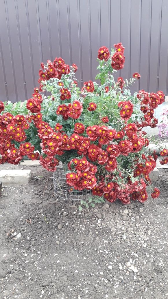Продам корневище хризантеми