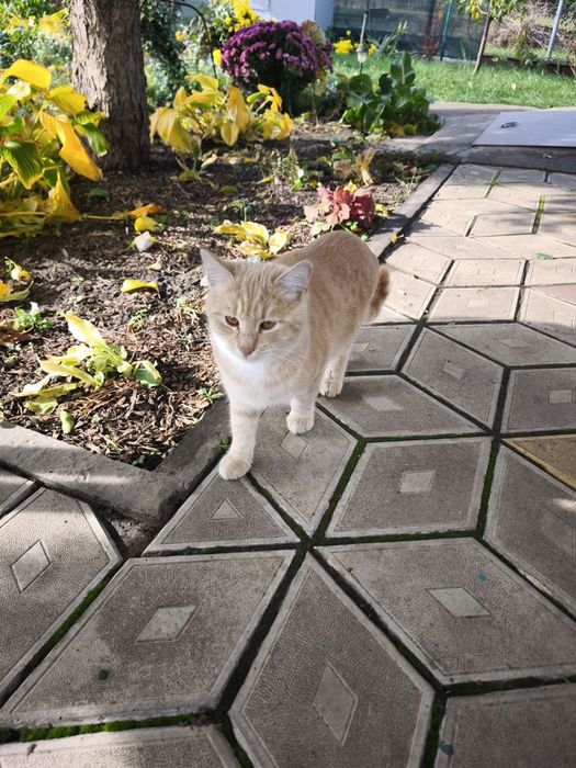 Котики дачні у хороші руки