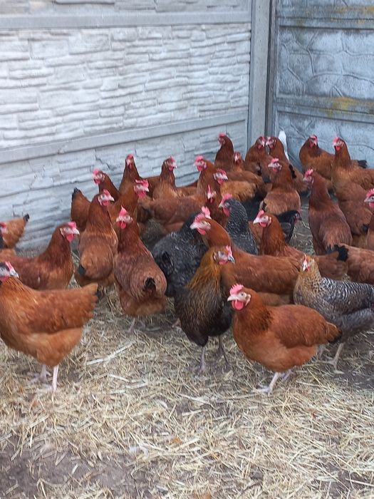 Kury Nioski Rosa i Leghorn 24 tygodnie! Wysyłka od 10 sztuk.
