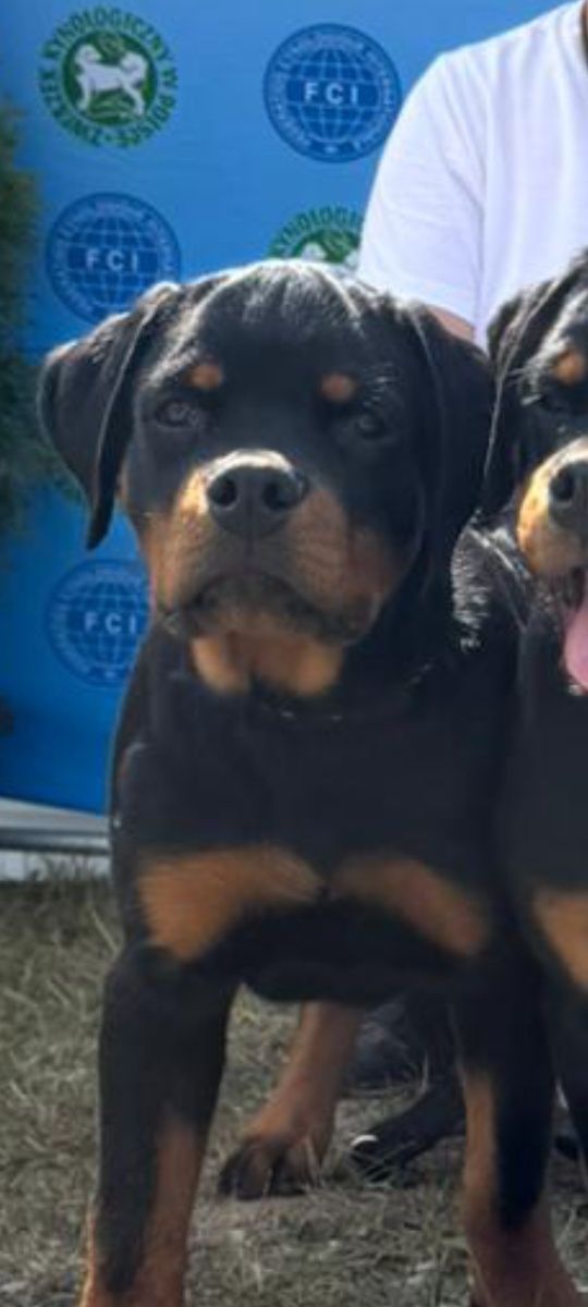 Rottweiler 4 miesiące pies FCI