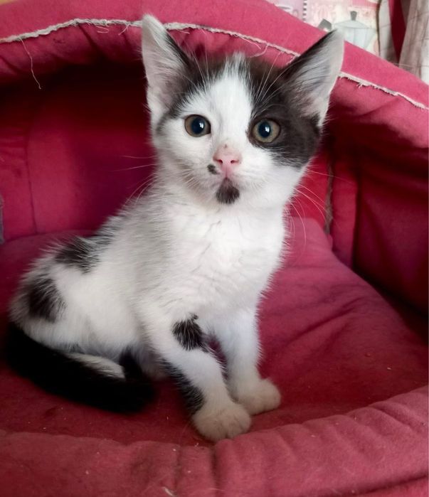 Котик, кошеня, котеня в добрі руки