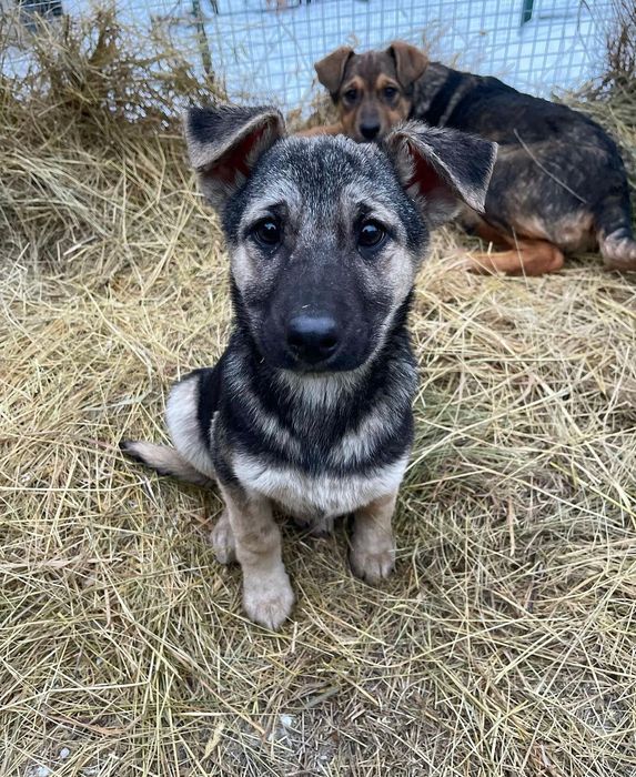 Отдам бесплатно щенка г. Одесса