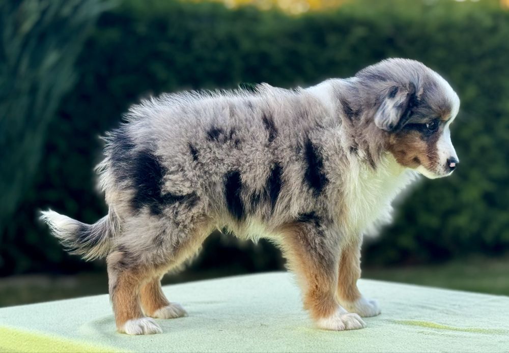 Amerykański owczarek miniaturowy- MAS - Mini Aussie- piesek FCI
