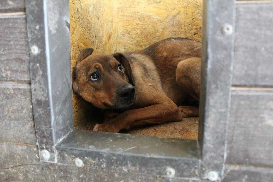 087211 Florek do adopcji