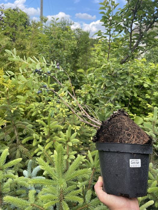 Жимолость саджанці 2-3 річні в горщиках!