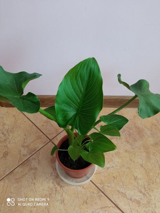 Кімнатна рослина. Калла