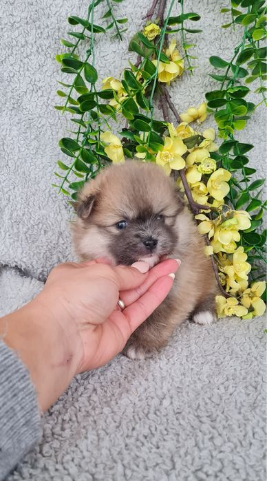Estupenda mini Lulu da Pomerânia / Spitz Alemão Anão de Qualidade