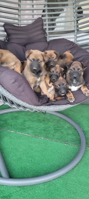 Owczarek belgijski malinois