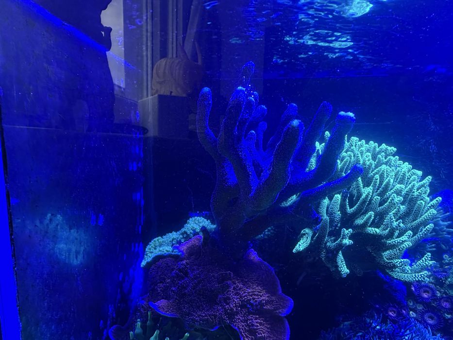 Akwarium morskie 105 l