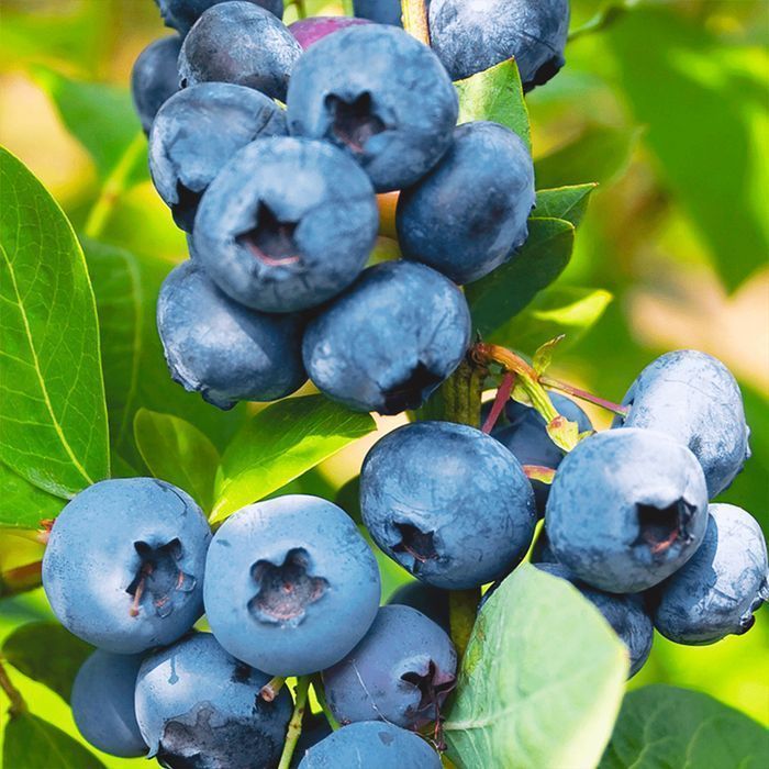 Саджанці лохини ОПТ–Роздріб / Саженцы голубики ОПТ–Розница