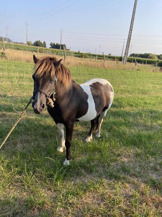 Vendo ponei femea , com 8 anos , cheia engatada e montada