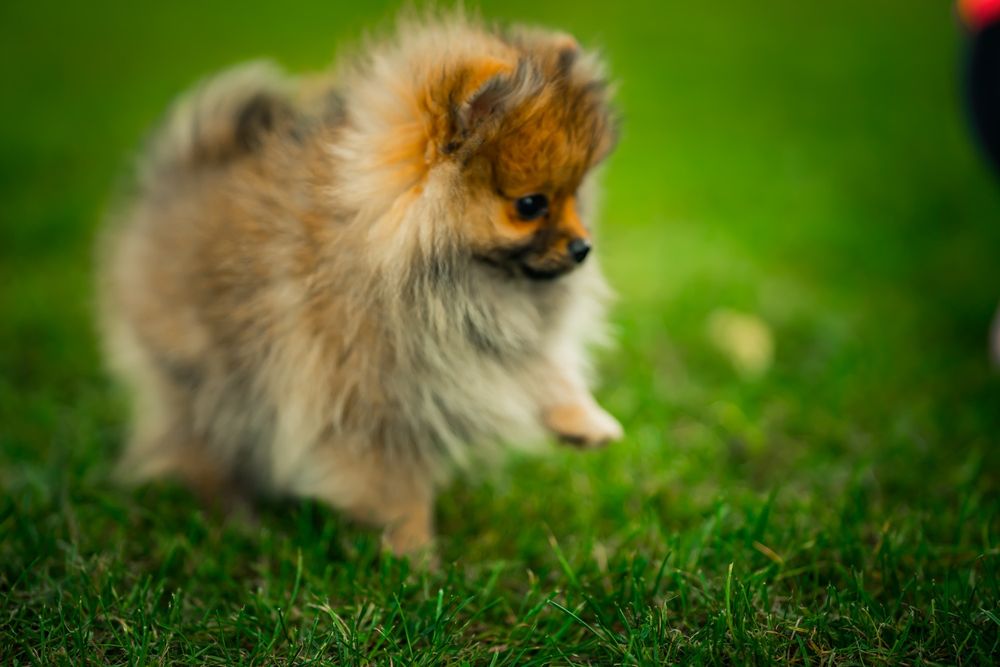 Piesek pomeranian szpic miniaturowy