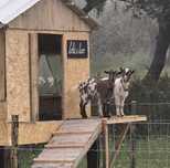 Cabras anãs com 5 meses
