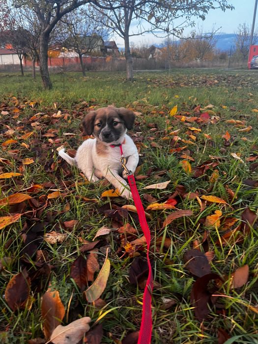 Віддам песика в добрі руки
