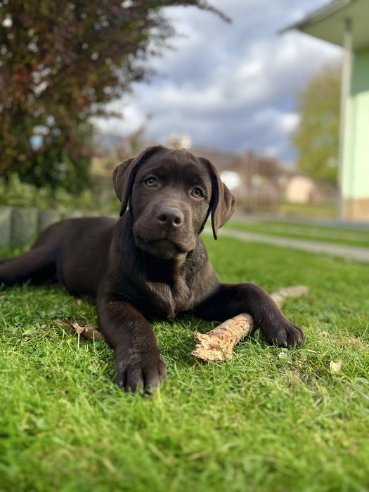 Цуценята лабрадора шоколадні