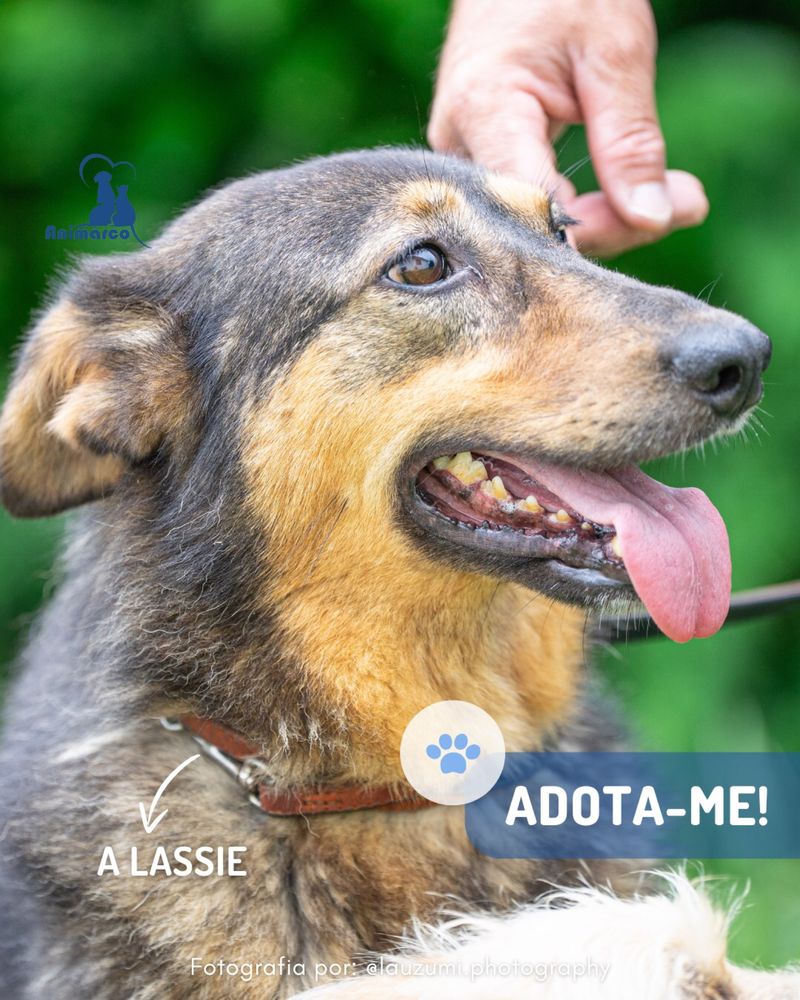 Lassie cadela porte medio / grande