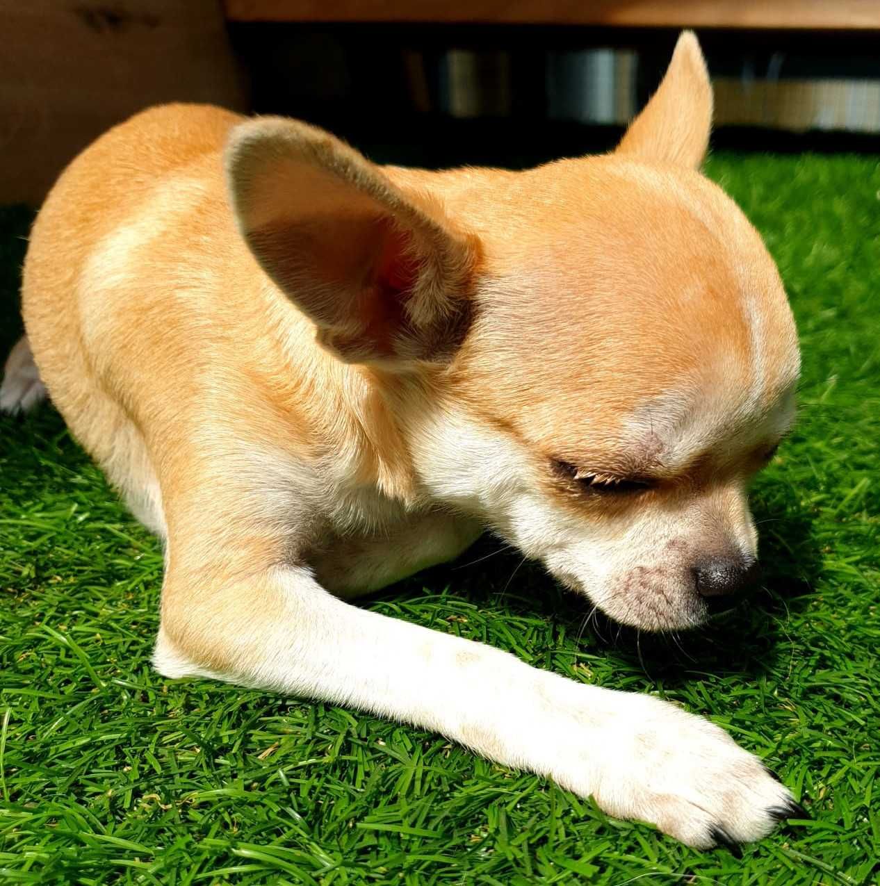 Piesek Chihuahua gotowy do odbioru