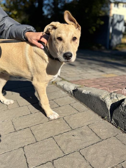 Цуценя собака щеня