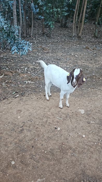 Casal de boer disponível