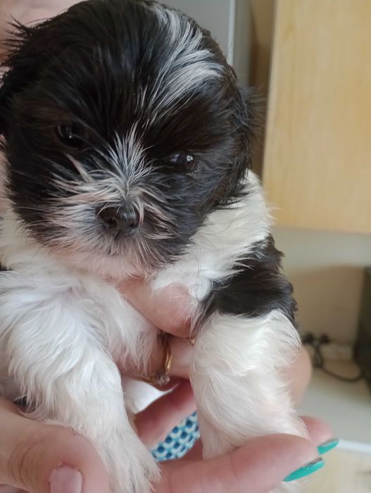Suczka rasy Shih Tzu