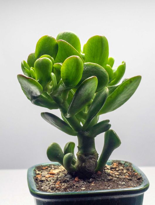 Крассула Horrum. Денежное дерево Хорум. Толстянка редкий вид