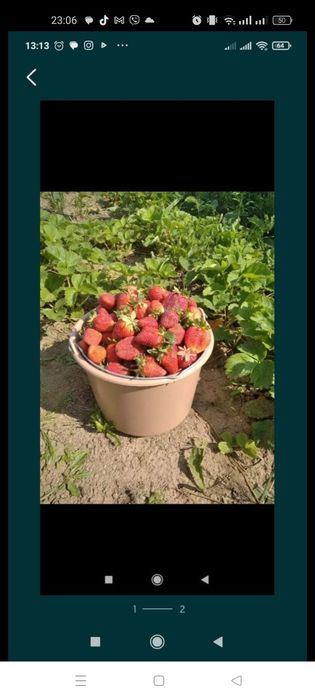 Саджанці полуниці Вікторія та суниці