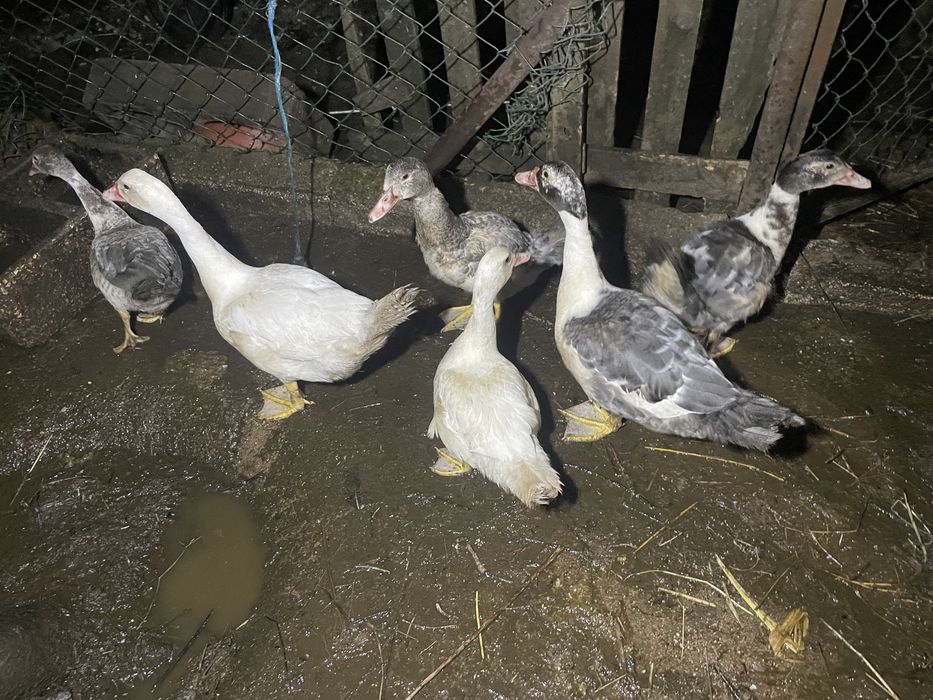 Patos mudos adultos para mudar de casa