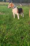Suczka Beagle bardzo spokojna